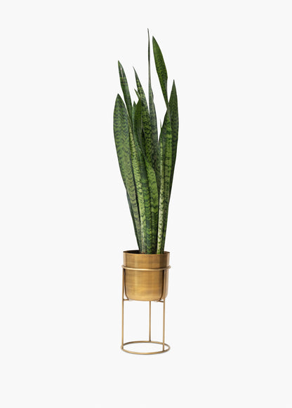 Arlo Plant Stand