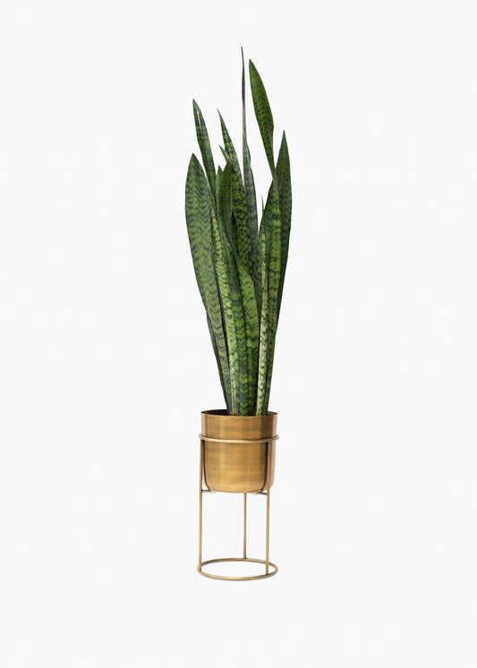 Arlo Plant Stand